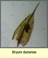 Bryum dunense