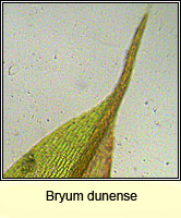 Bryum dunense