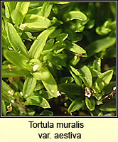 Tortula muralis var aestiva