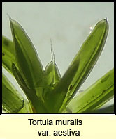 Tortula muralis var aestiva