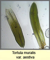 Tortula muralis var aestiva