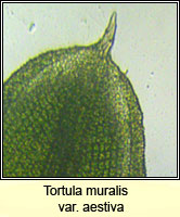 Tortula muralis var aestiva