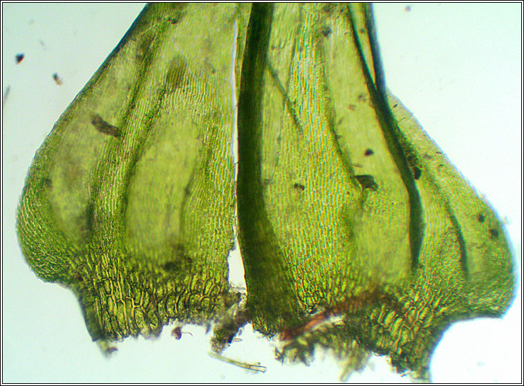 Palustriella commutata, Curled Hook-moss