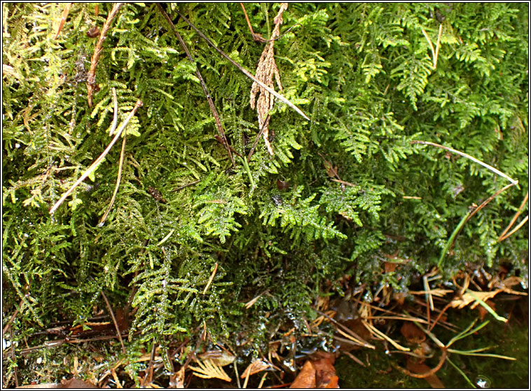 Palustriella commutata, Curled Hook-moss