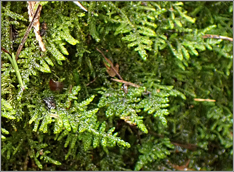 Palustriella commutata, Curled Hook-moss