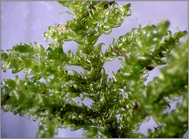 Palustriella commutata, Curled Hook-moss