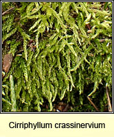 Cirriphyllum crassinervium, Beech Feather-moss