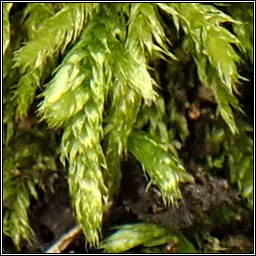 Cirriphyllum crassinervium, Beech Feather-moss