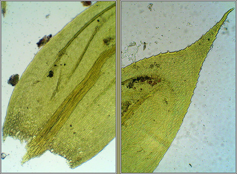 Cirriphyllum crassinervium, Beech Feather-moss