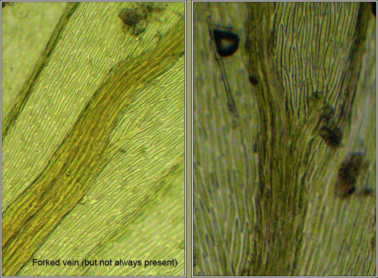 Cirriphyllum crassinervium, Beech Feather-moss