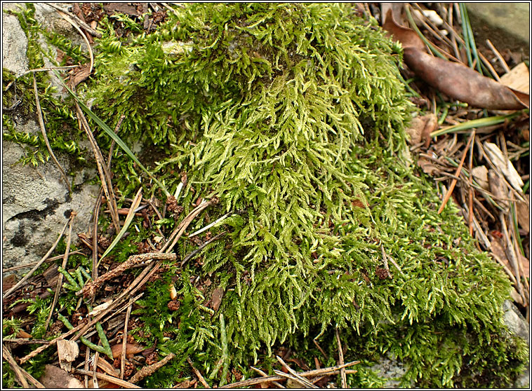 Cirriphyllum crassinervium, Beech Feather-moss