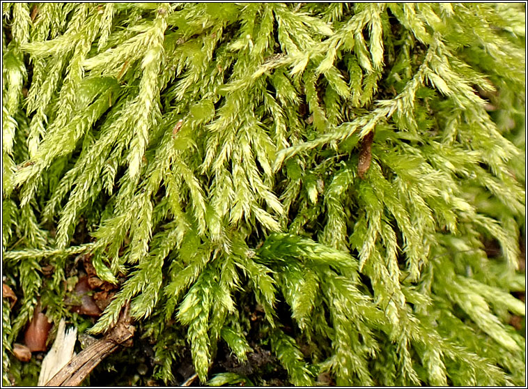 Cirriphyllum crassinervium, Beech Feather-moss