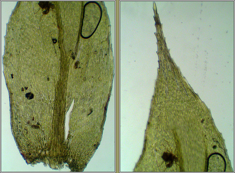 Cirriphyllum crassinervium, Beech Feather-moss