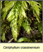 Cirriphyllum crassinervium, Beech Feather-moss