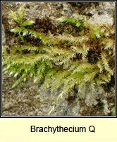 Brachythecium Q