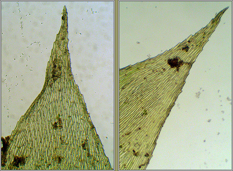 Brachythecium 