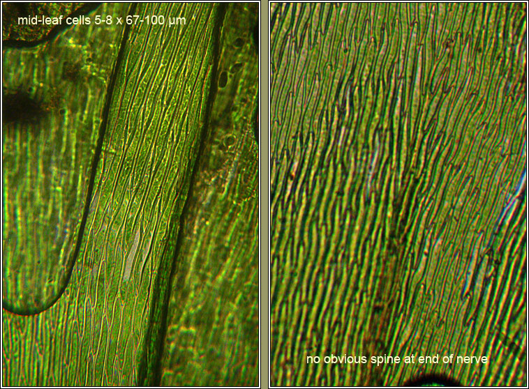 Brachythecium 