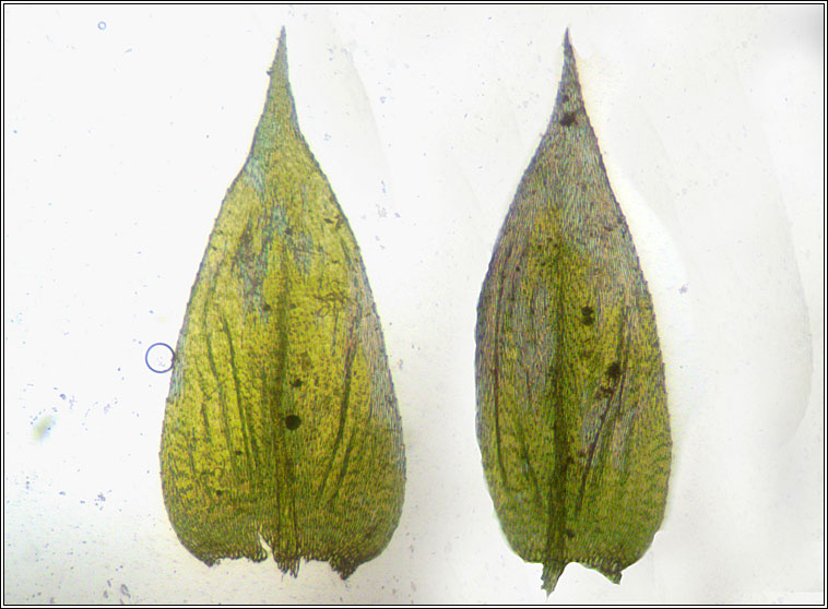 Brachythecium 