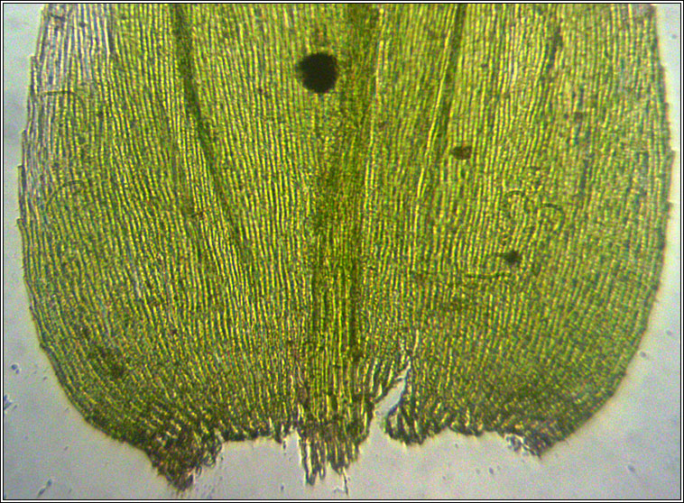 Brachythecium 