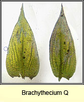 Brachythecium Q