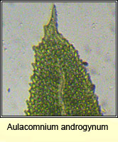 Aulacomnium androgynum, Drumsticks