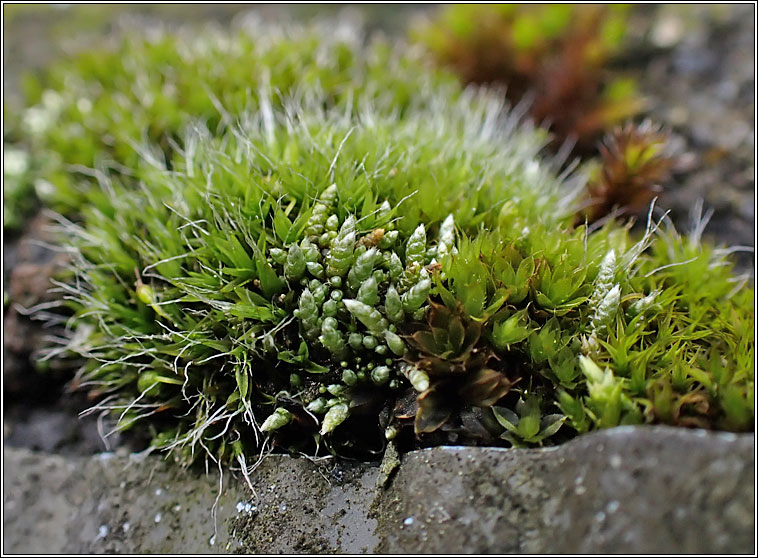 Bryum argenteum