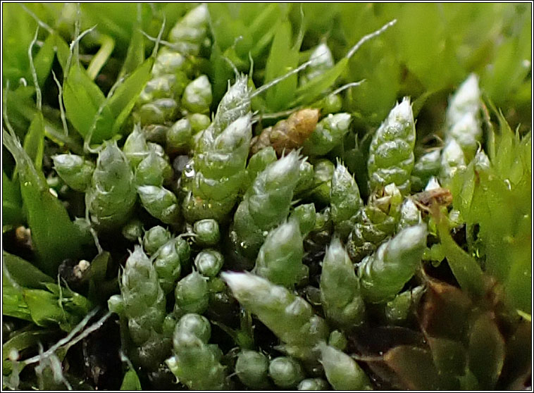 Bryum argenteum