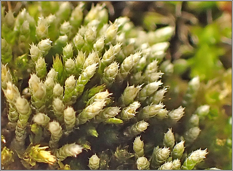 Bryum argenteum