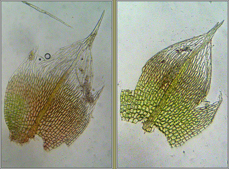 Bryum argenteum