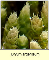 Bryum argenteum Silver-moss