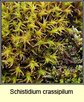 Schistidium crassipilum