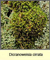 Dicranoweisia cirrata, Common Pincushion