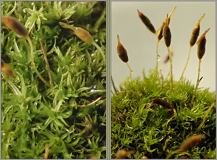 Dicranoweisia cirrata, Common Pincushion