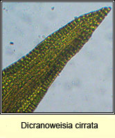 Dicranoweisia cirrata, Common Pincushion