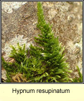 Hypnum cupressiforme var resupinatum, Supine Plait-moss