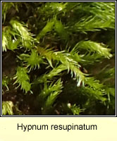 Hypnum resupinatum, Supine Plait-moss