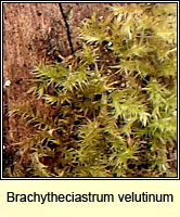 Brachytheciastrum velutinum, Velvet Feather-moss