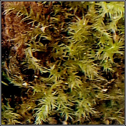 Brachytheciastrum velutinum, Velvet Feather-moss