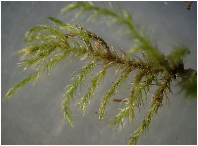 Brachytheciastrum velutinum, Velvet Feather-moss