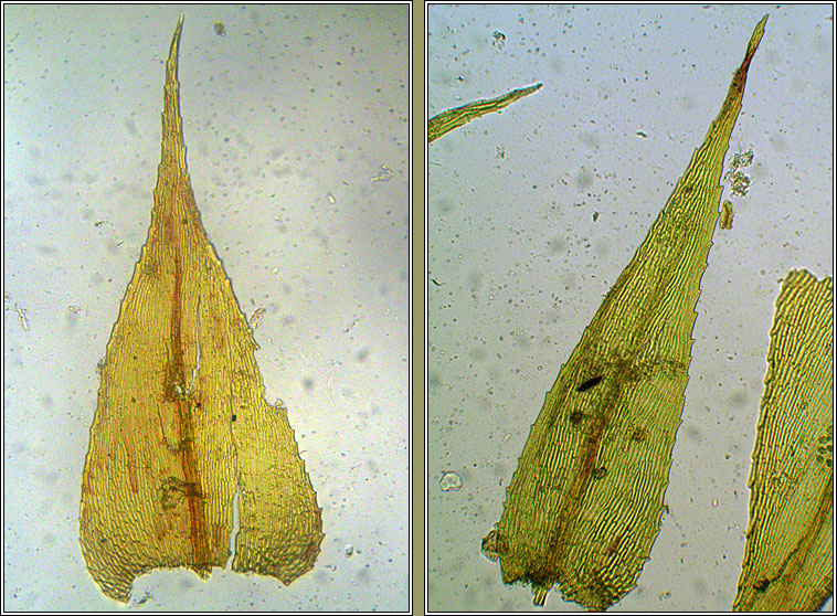 Brachytheciastrum velutinum, Velvet Feather-moss