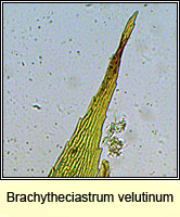 Brachytheciastrum velutinum, Velvet Feather-moss