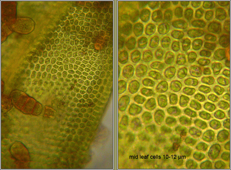 Orthotrichum