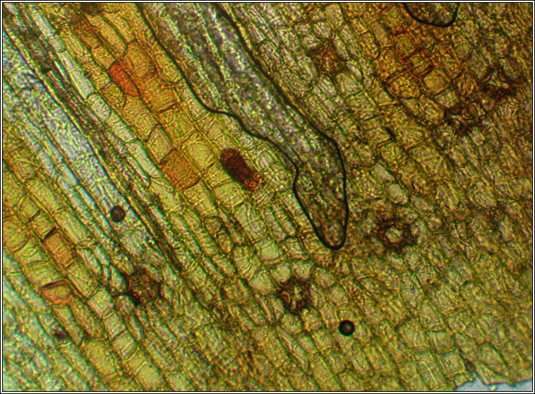 Orthotrichum