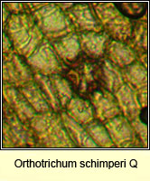 Orthotrichum 