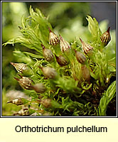 Orthotrichum pulchellum, Elegant Bristle-moss