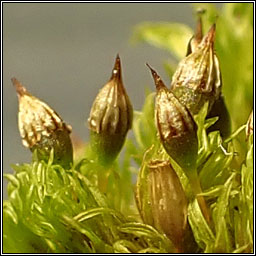 Orthotrichum pulchellum, Elegant Bristle-moss