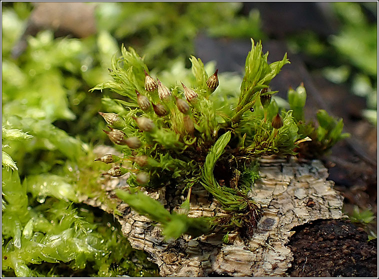 Orthotrichum pulchellum, Elegant Bristle-moss