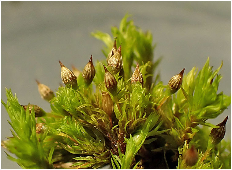 Orthotrichum pulchellum, Elegant Bristle-moss