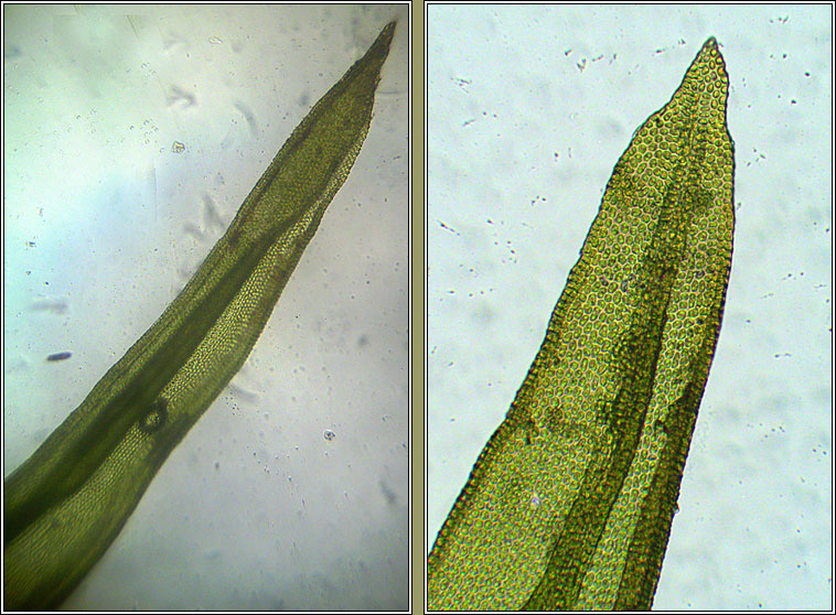 Orthotrichum pulchellum, Elegant Bristle-moss