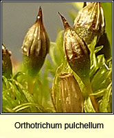 Orthotrichum pulchellum, Elegant Bristle-moss